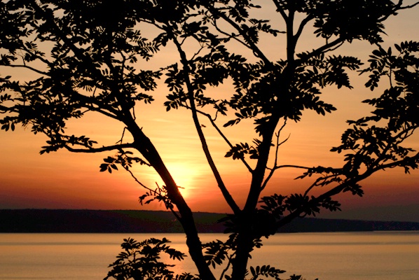 Silhouetted Tree at Sunset