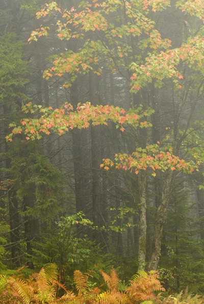 Variegated Maple Leaves & Fern