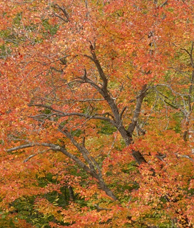 Maple Tree in Autumn