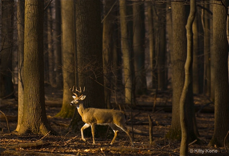 Deer in the Woods