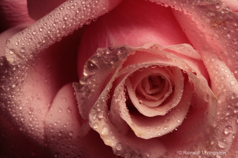 Pink Rose