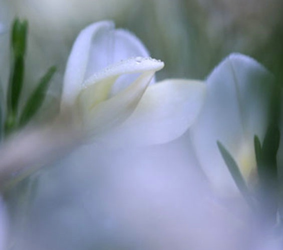 Dew Drops on Petal Edge