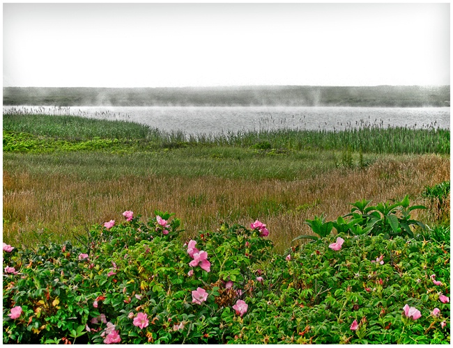 Hummock Roses #134 HDR