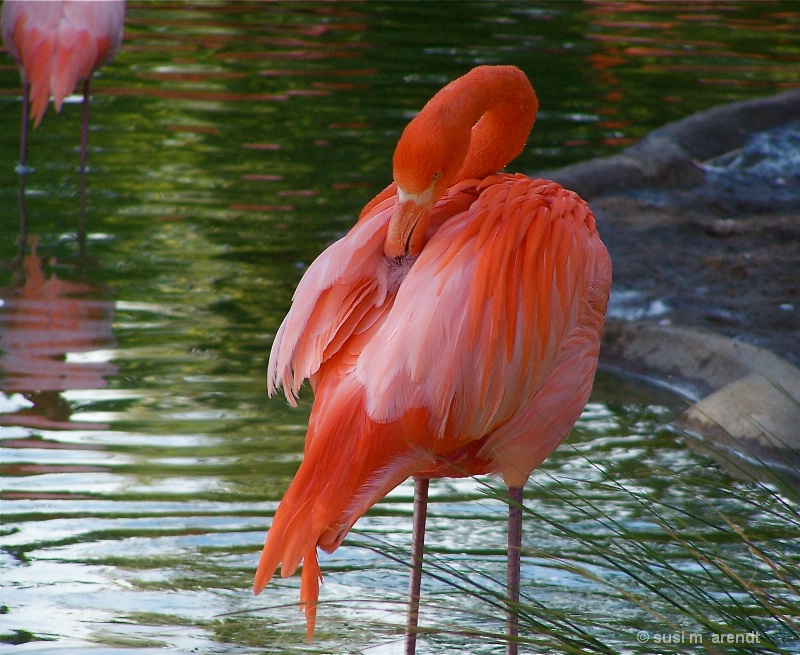 Flamingo Feathers