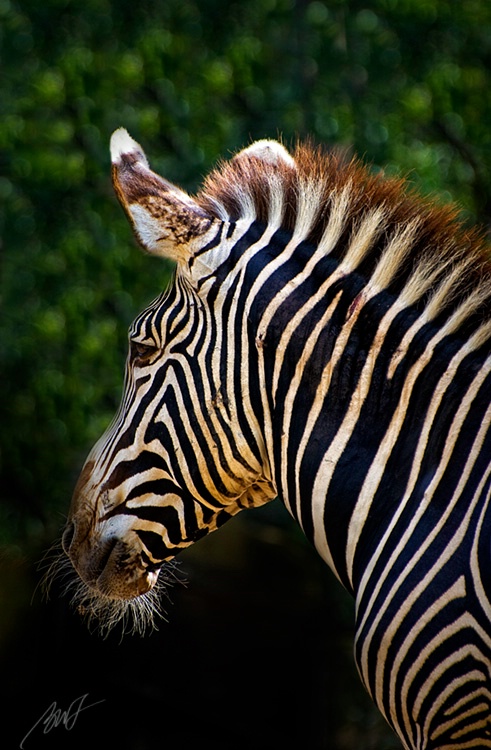 Zebra from San Diego Zoo