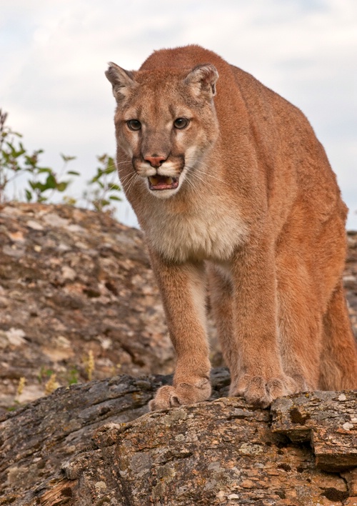 Cougar