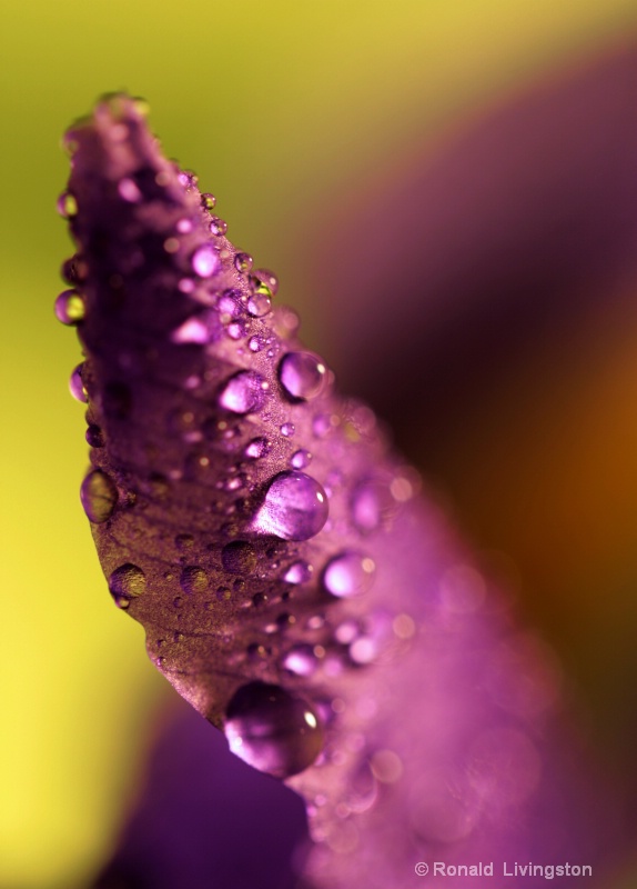 Drops on Iris