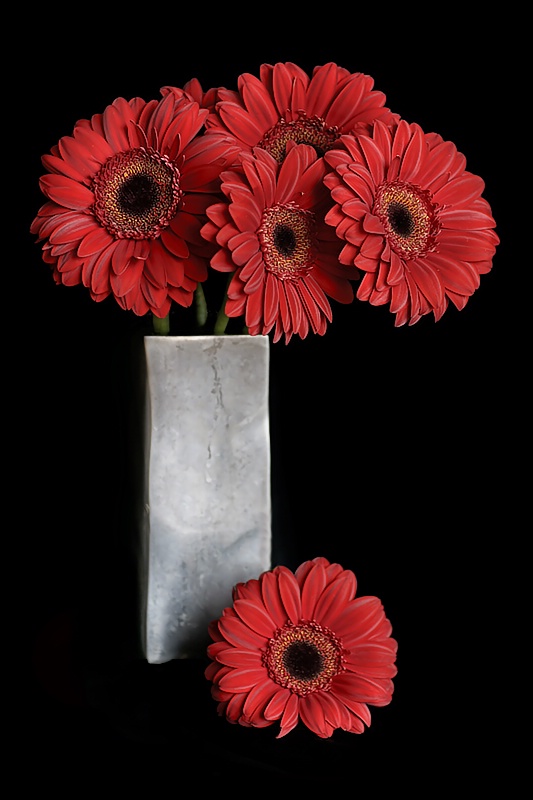 Gerberas