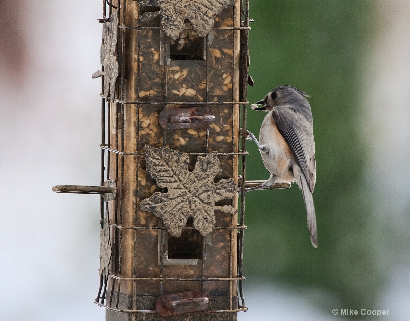 Tufted Titmouse