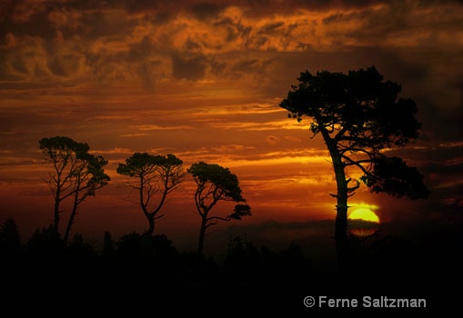 Cypress Sunset