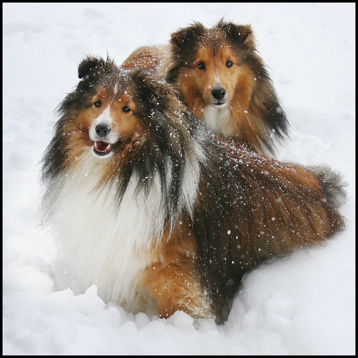 Snowdogs 