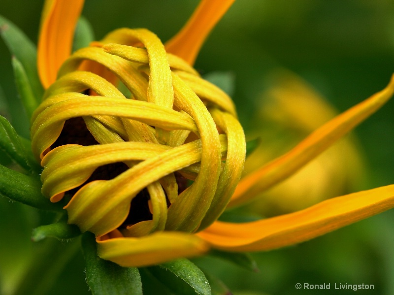 Black Eyed Susan