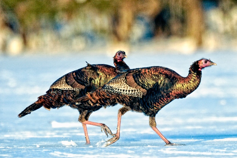 Turkey Chase