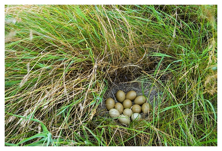 Dozen Sharptail eggs