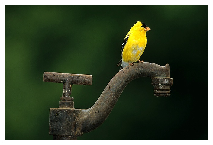 Goldfinch on pump