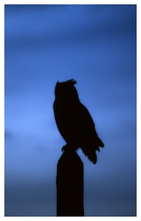 Horned Owl on telephone pole at dusk