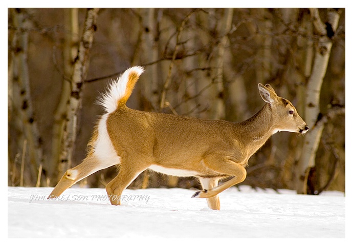 Whitetailed Deer, Cypress Hills SK