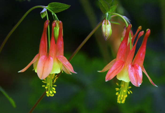 Columbine