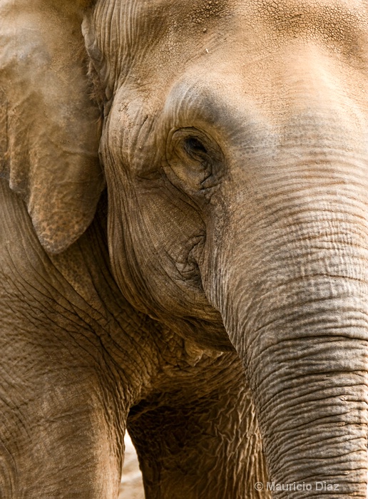 Elephant  Close Up
