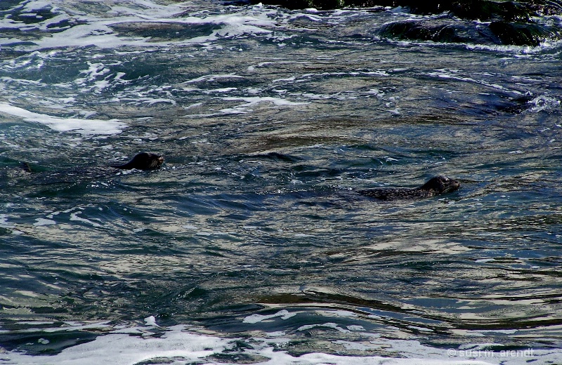 Seal Swim