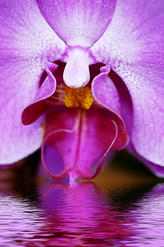 Flowing Orchid