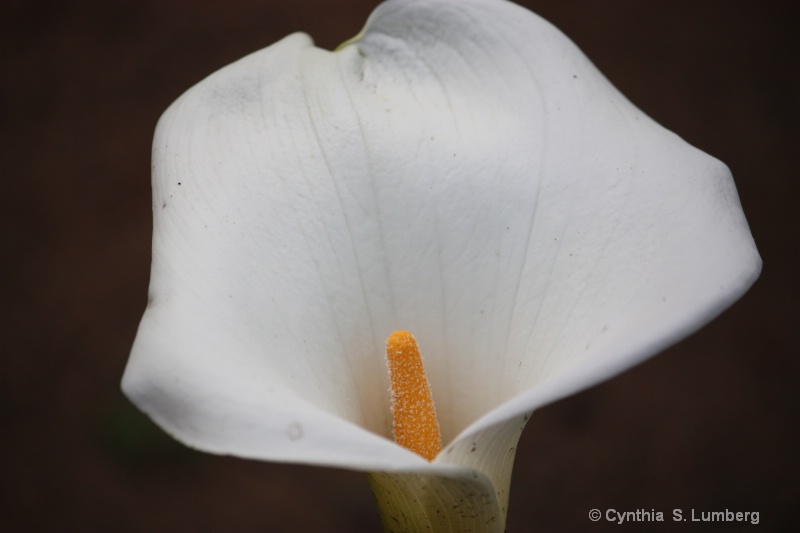 Calla Lily