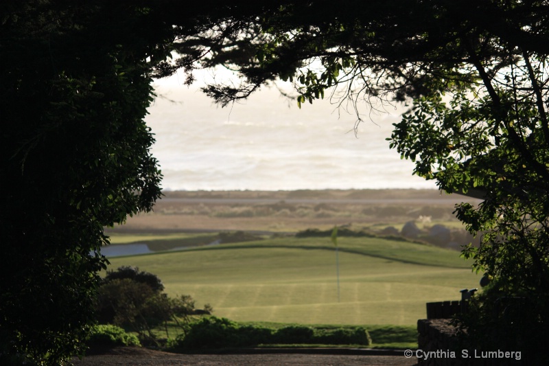 Through The Trees. . .