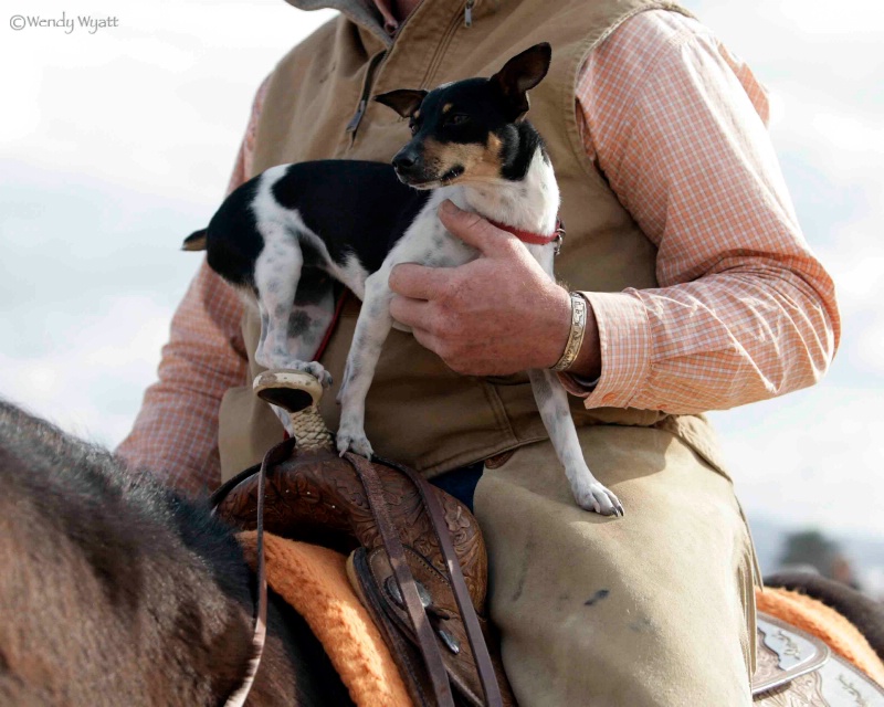 Cowdog