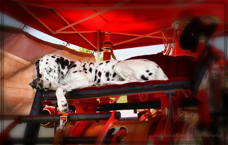 A Fireman's Special Friend