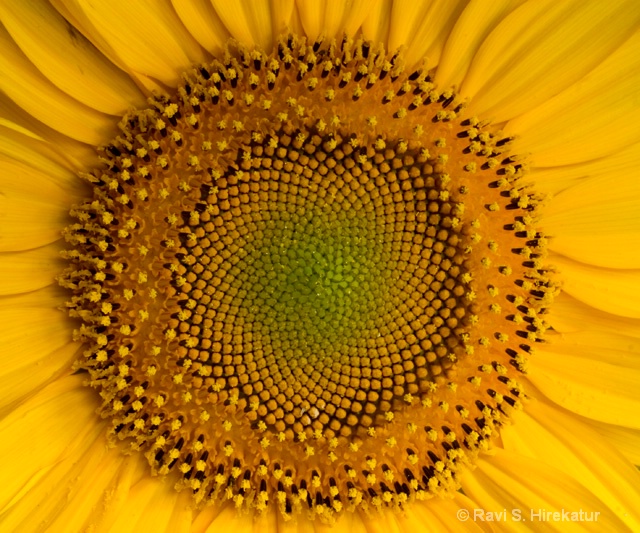 Sunflower closeup