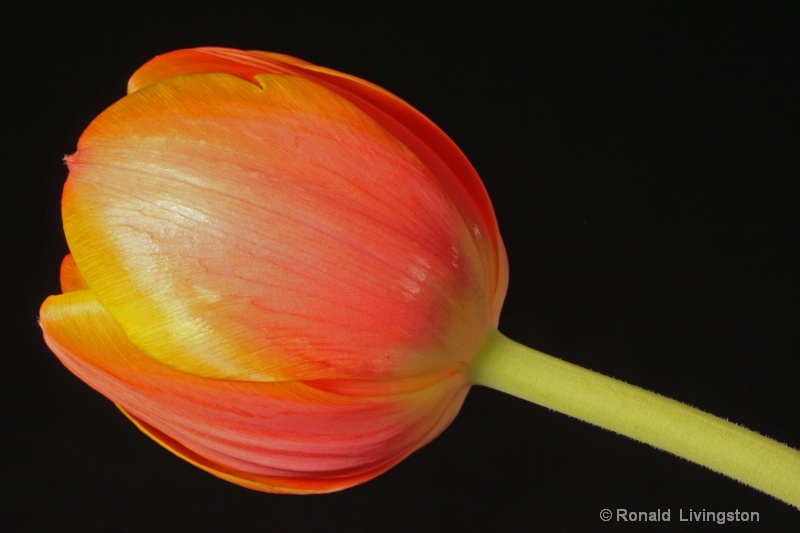 Tulip Time