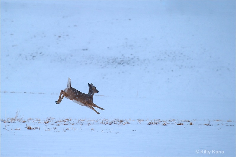 Deer Leaping