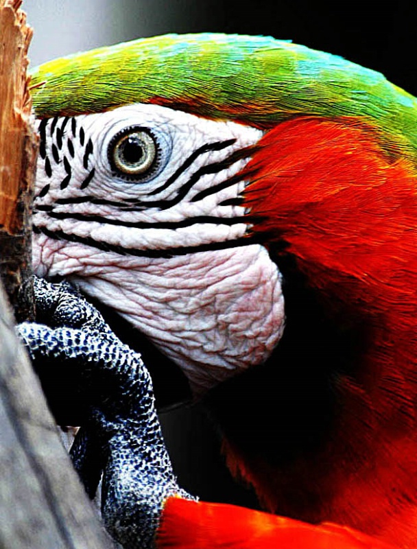 Macaw or Woodpecker?