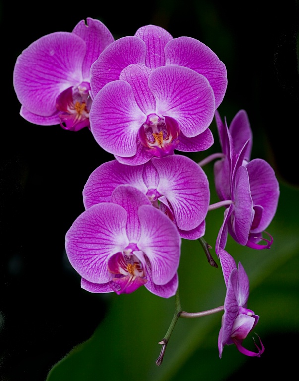 flowing  orchids