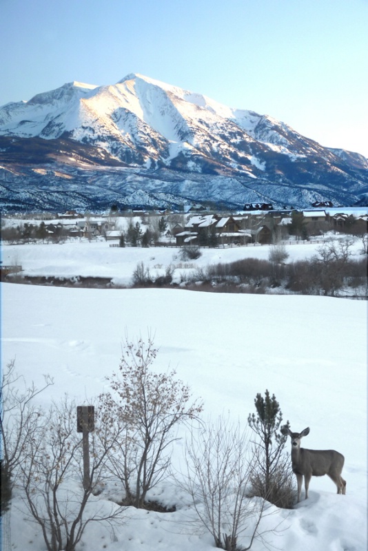 Mount Sopris deer