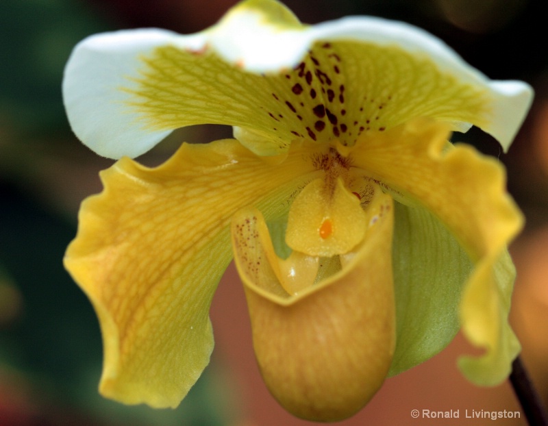 Yellow Orchid