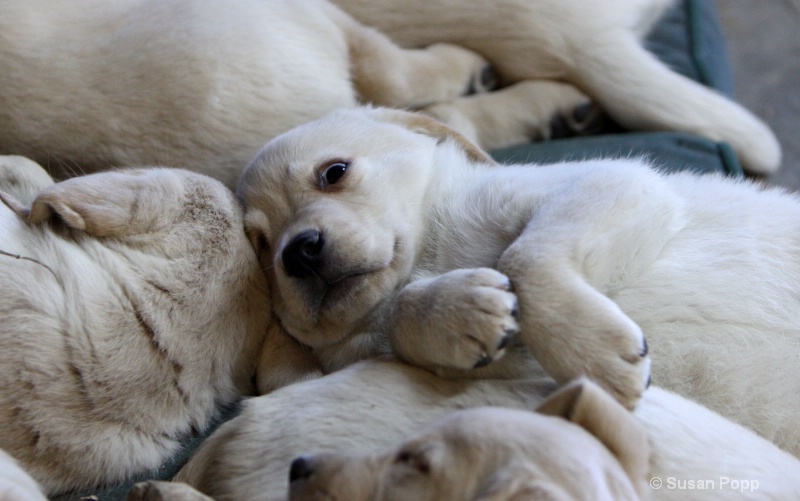 A puppy pile