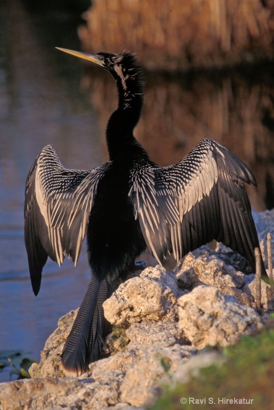 Anhinga drying feathers