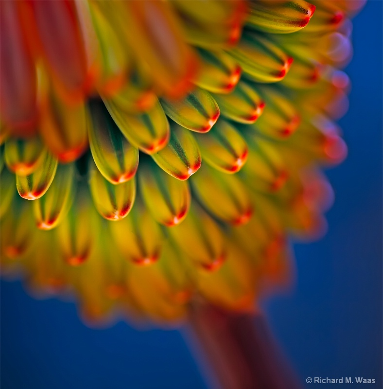 Agave Flower