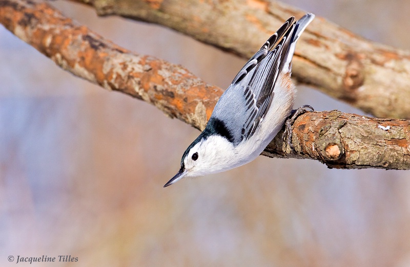 White-breasted Nuthatch