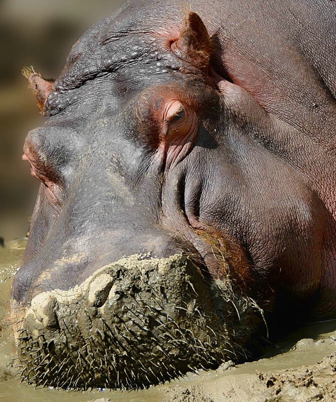 Hippo in Mud