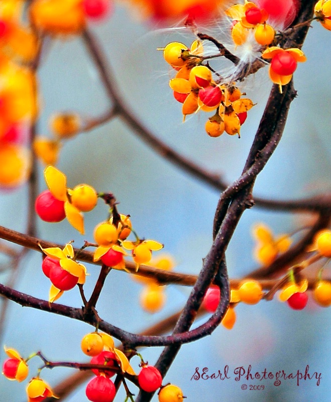 Thanksgiving Berries