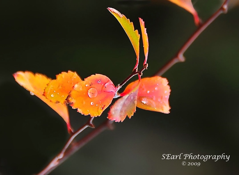 Leaf in Rain