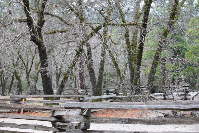 Black Oaks - Yosemite, CA