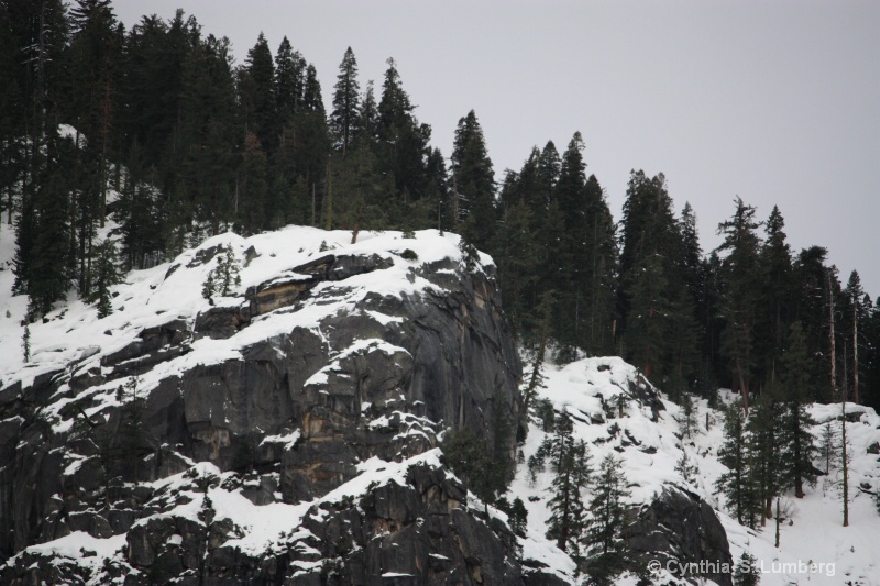 Yosemite Forest in Winter