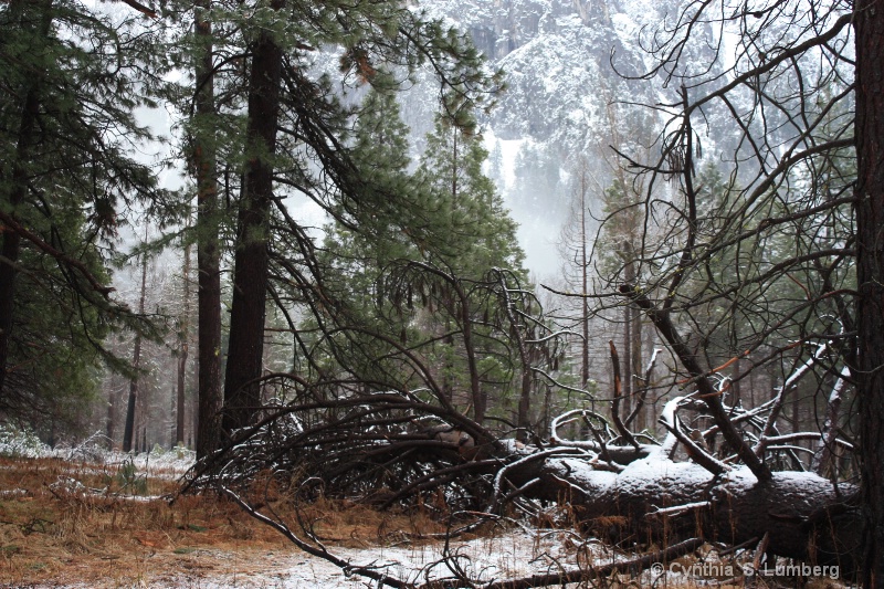 Winter Forest - Yosemite, CA