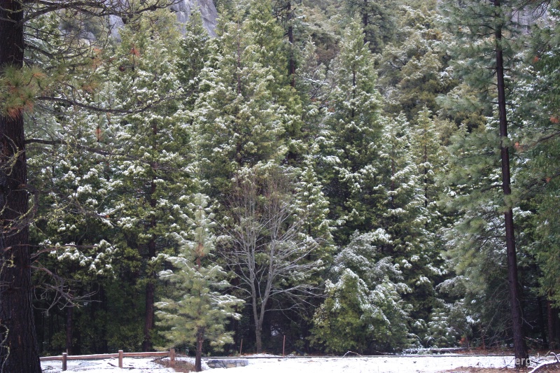 Winter's Calling - Yosemite, CA