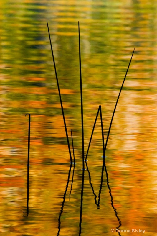Reeds Among the Fall Reflections