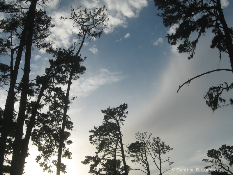 Pine Forest - Pebble Beach, CA