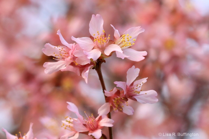 Pink in Spring